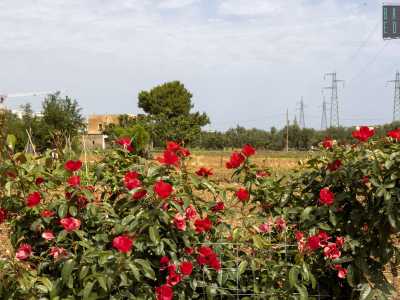 E mentre siamo intenti a fotografare delle rose rosse in fiore...